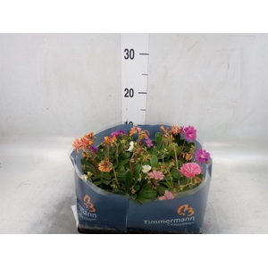 Lewisia cot.