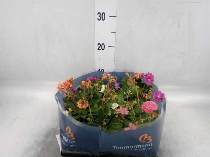 <h4>Lewisia cot.</h4>