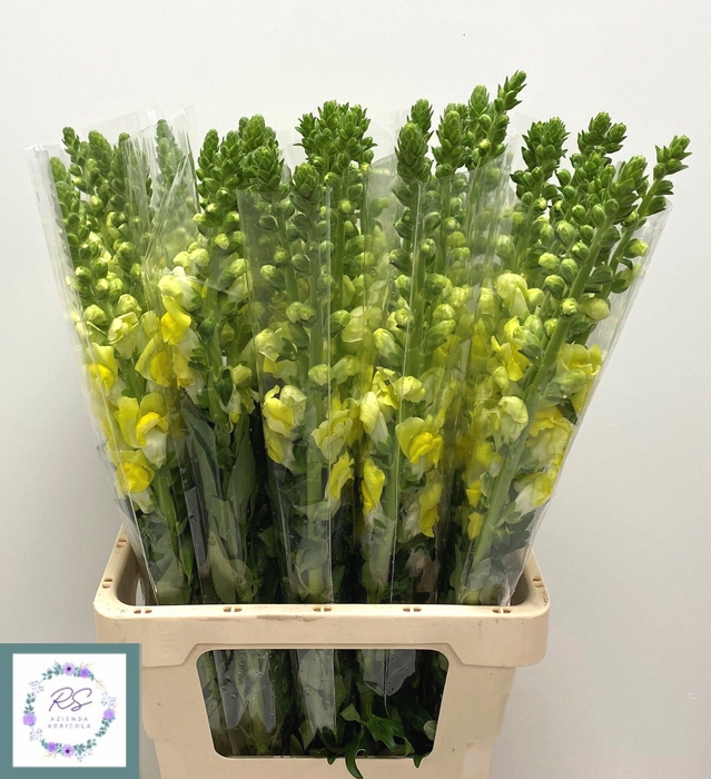 <h4>ANTIR POTO YELLOW</h4>