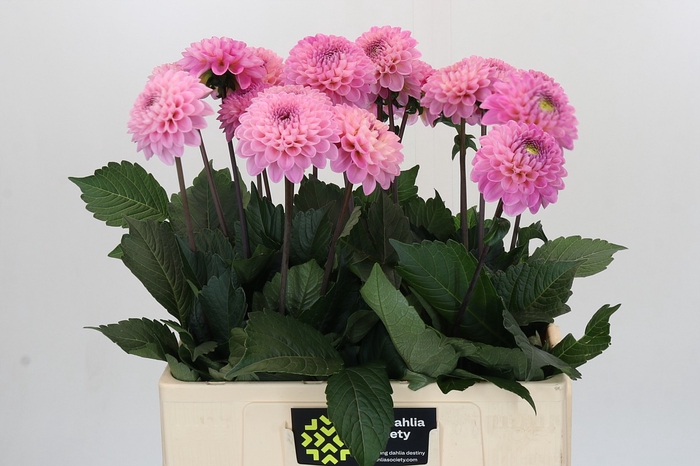 <h4>Dahlia Wizard of Oz</h4>
