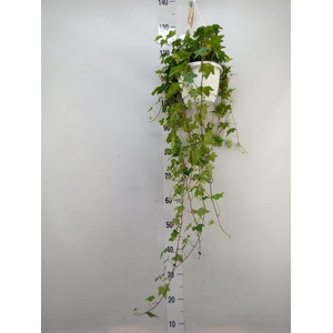 Hedera helix 'Pittsburgh'