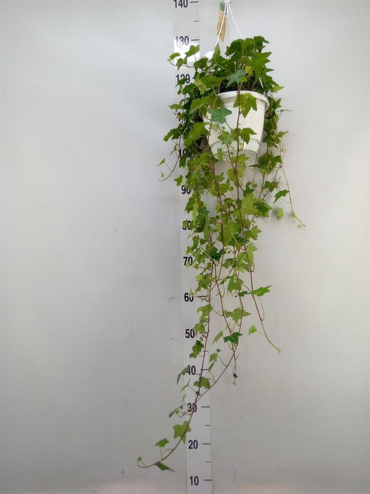 <h4>Hedera helix 'Pittsburgh'</h4>