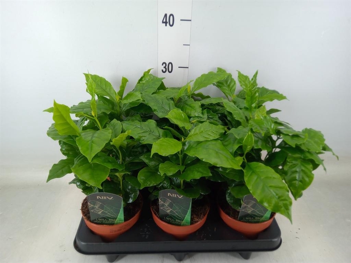 <h4>Coffea arabica</h4>