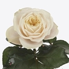 Rosa garden darlington
