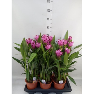 Curcuma alism. 'Siam Splash'