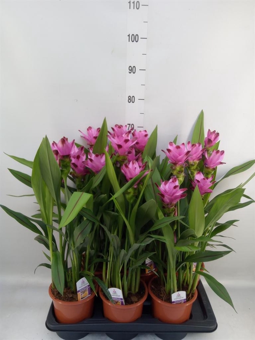 <h4>Curcuma alism. 'Siam Splash'</h4>