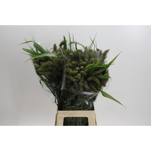 Setaria Italica Volle Melk Red