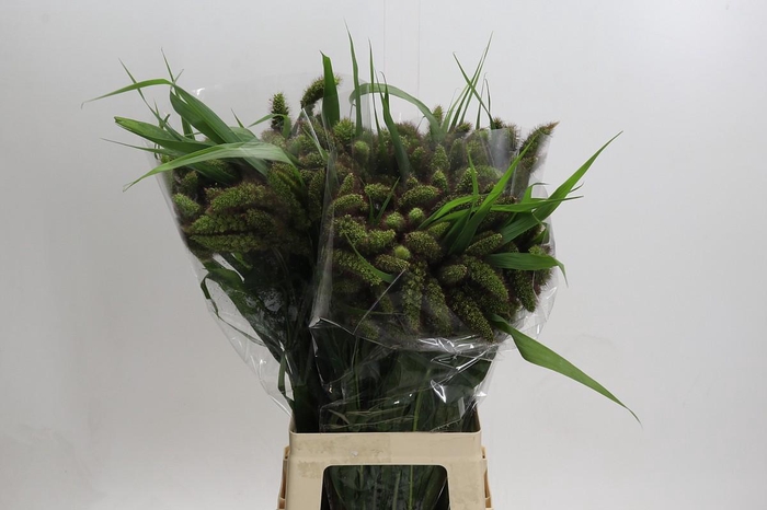 <h4>Setaria Italica Volle Melk Red</h4>