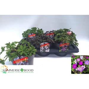 GERANIUM OVERIG