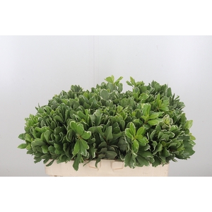 Pittosporum Ilan