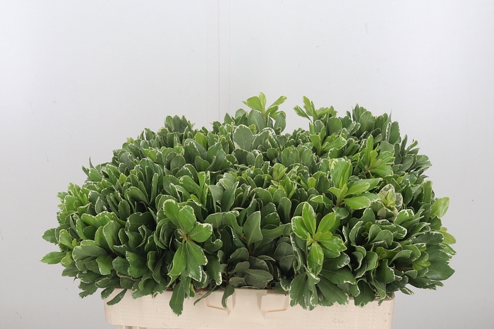 Pittosporum Ilan