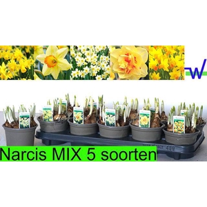 Narcissus mix 5 varieties 12Ø 15cm