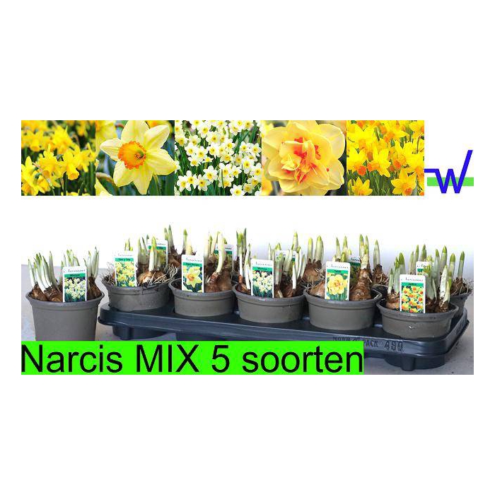 <h4>Narcissus mix 5 varieties 12Ø 15cm</h4>