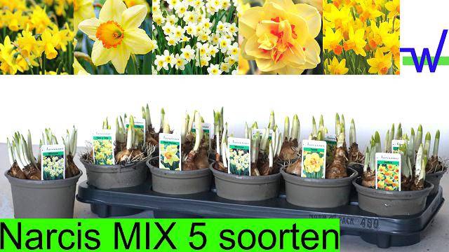 Narcissus mix 5 varieties 12Ø 15cm