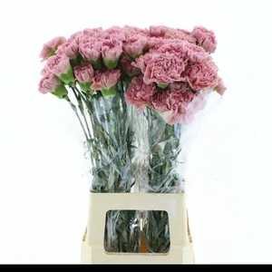 DI ST LEGE PINK