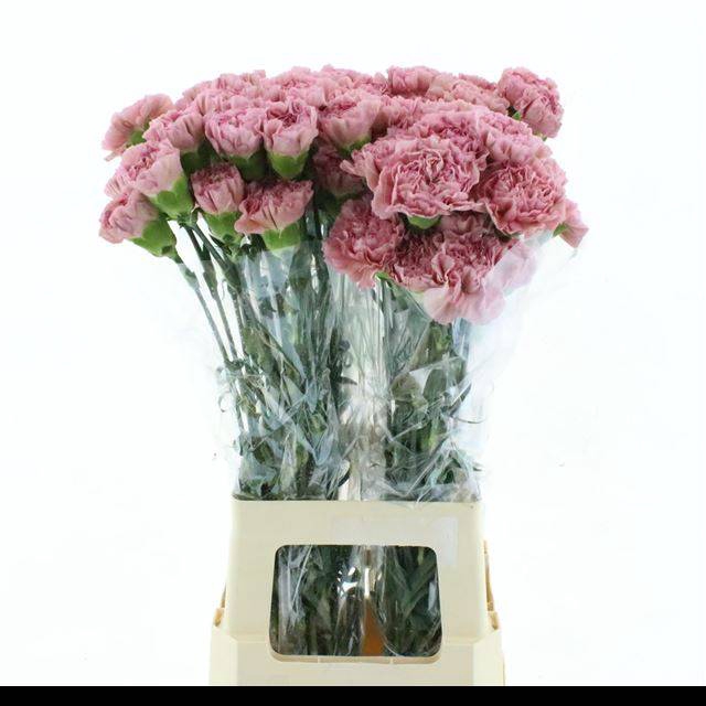 <h4>DI ST LEGE PINK</h4>