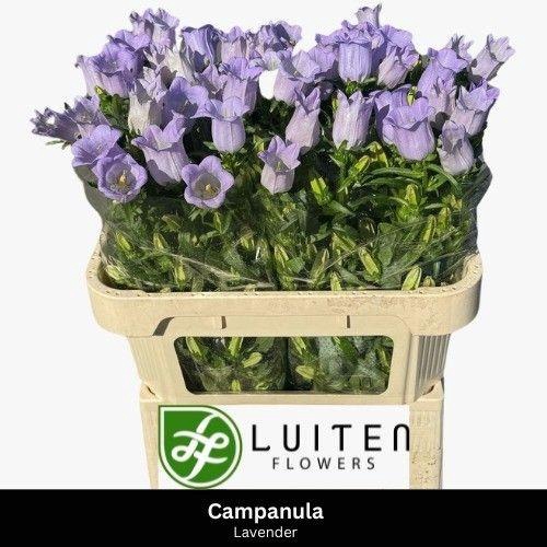 <h4>Campanula Champion Lavender</h4>