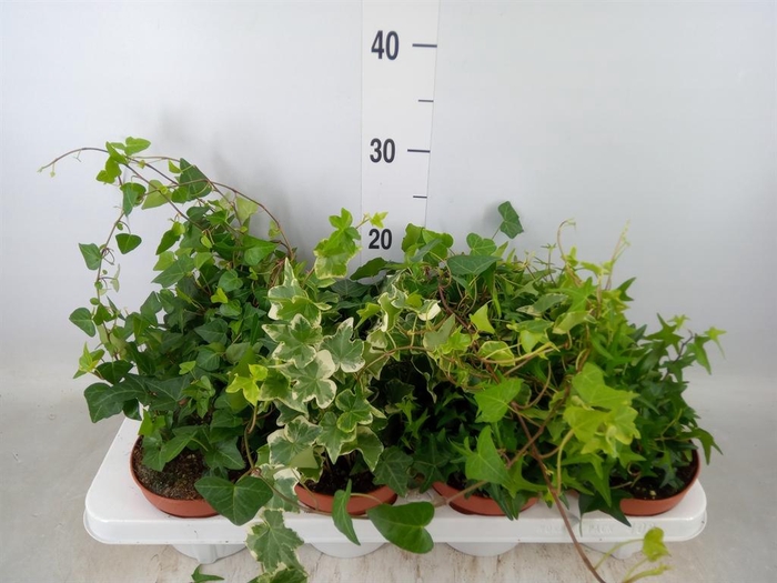 <h4>Hedera   ...mix</h4>