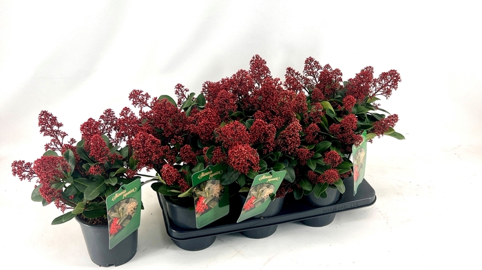 <h4>SKIM J SEDUCTION</h4>