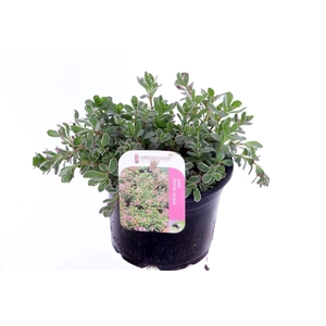 Sedum spurium Tricolor