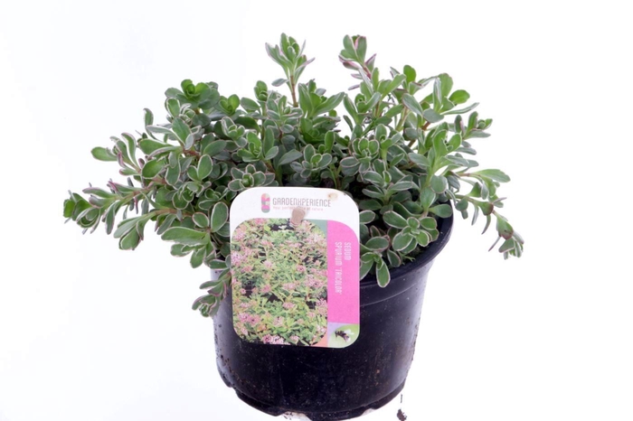 <h4>Sedum spurium Tricolor</h4>