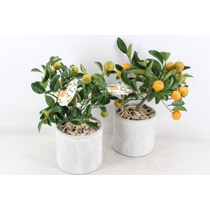 arr3 SN - Ker. pot stone look Citrus