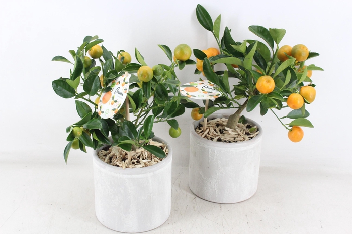 <h4>arr3 SN - Ker. pot stone look Citrus</h4>