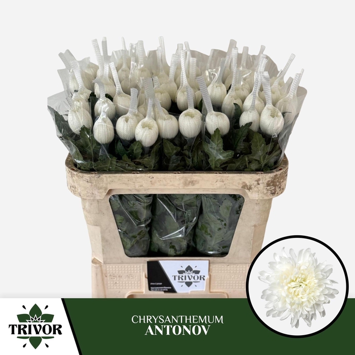 <h4>Chr G Antonov</h4>