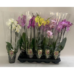PHAL GEM