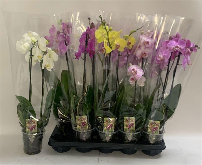 <h4>PHAL GEM</h4>