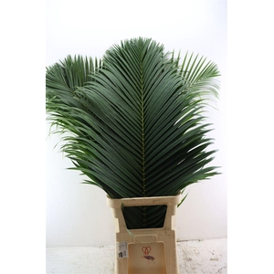 Chrysalidocarpus Leaf Xl