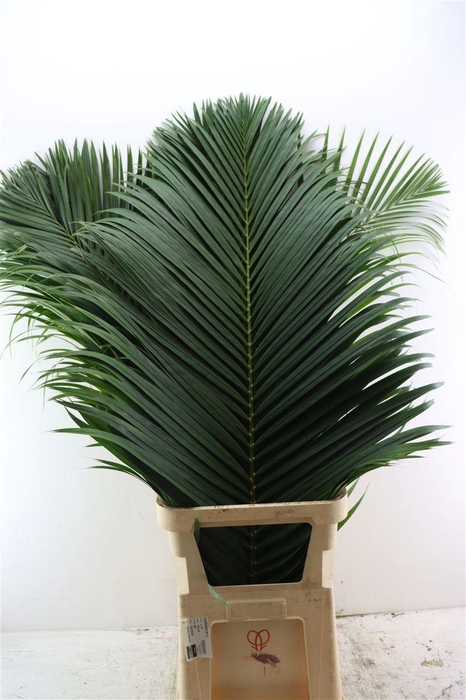 <h4>Chrysalidocarpus Leaf Xxl</h4>