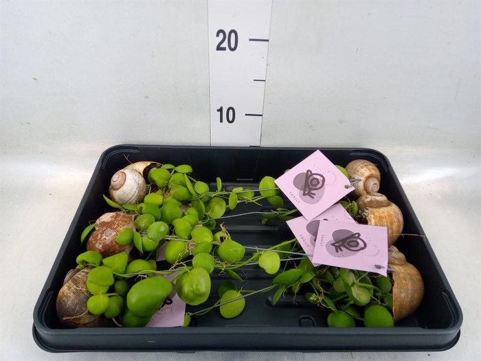 <h4>Arr. Dischidia</h4>