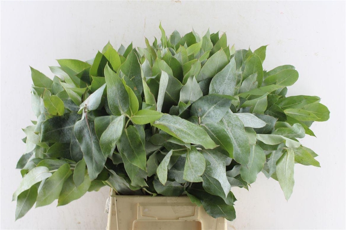 <h4>Euca Robusta Potlood Per Stem</h4>