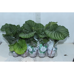 CALATHEA ORBIFOLIA P12