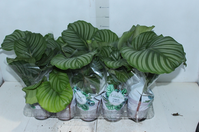 <h4>CALATHEA ORBIFOLIA P12</h4>