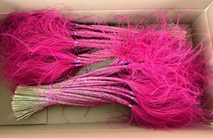 <h4>DF Stypha 60cm Bs Cerise</h4>