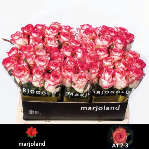 <h4>R Gr Jumilia Marjoland 23</h4>