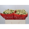 Hypericum Cool Romance