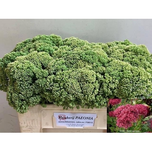 SEDUM SPECTABILE