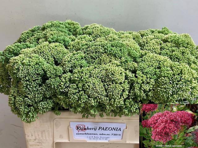 <h4>SEDUM SPECTABILE</h4>