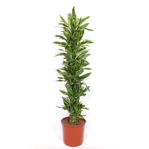 Dracaena Golden Coast