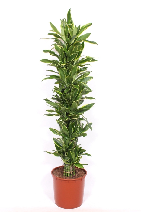 <h4>Dracaena Golden Coast</h4>