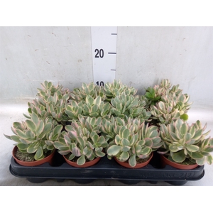 Crassula   ...