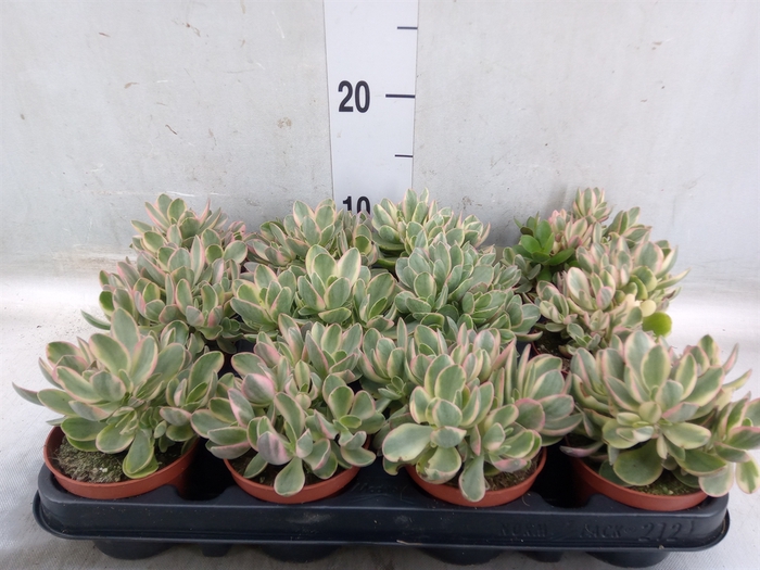 <h4>Crassula   ...</h4>