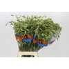 Chasmanthium Green