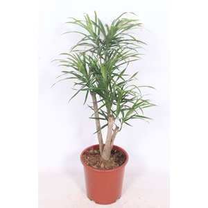 Dracaena Anita