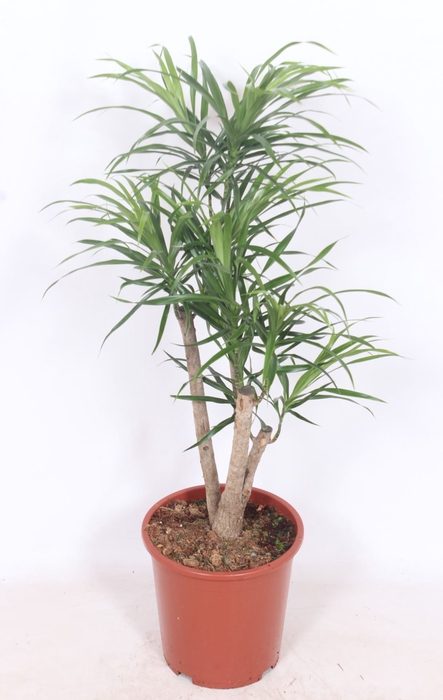 <h4>Dracaena Anita</h4>