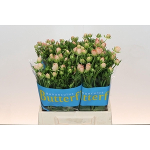 Ranunculus Butterfly Eris