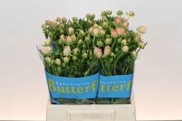 <h4>Ranunculus Butterfly Eris</h4>